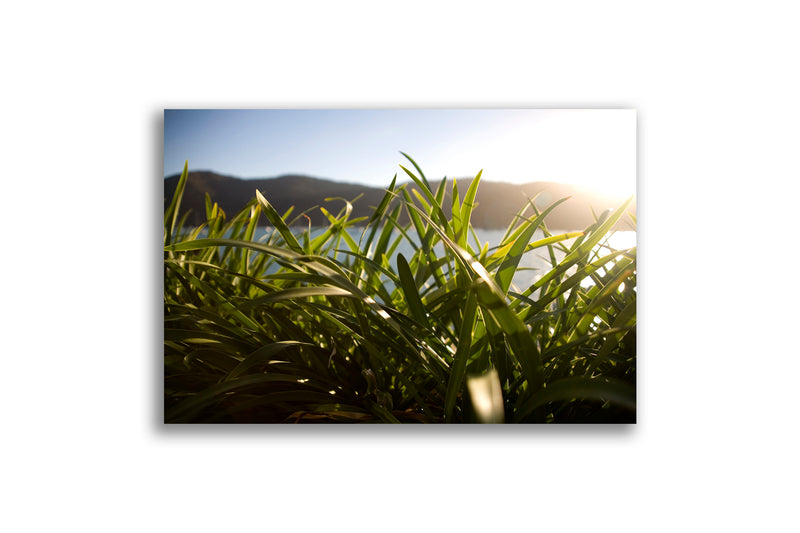 Long Grass At Sunset