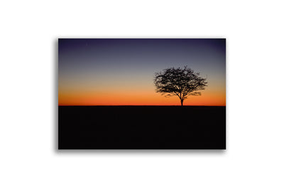 Kimberley Boab Tree At Sunrise