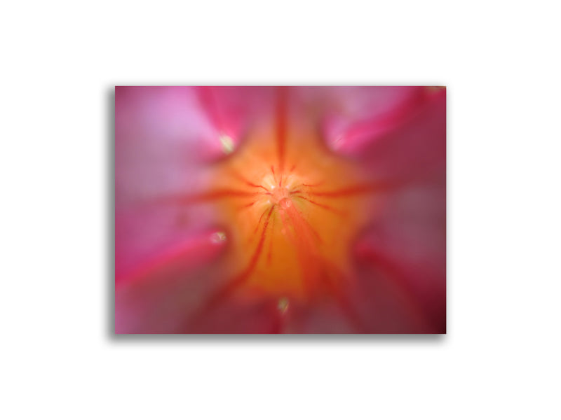 Pink Star Burst Flower