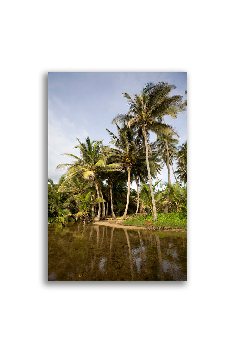 Columbian Palms