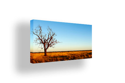 Outback Tree at Sunset